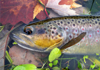 A brown trout laying in water against fall leaves