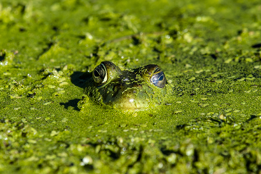 A bullfrog poking its head out of watermeal covering a lake