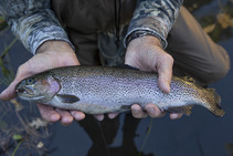 Closeup of someone holding a rainbow trout