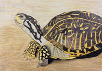 A drawing of a turtle that placed in Nebraska Game and Parks' reptile art contest