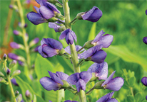 Closeup of blue wild indigo flowers