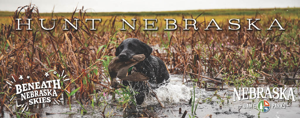 Hunting dog retrieving the harvest, running through a lake