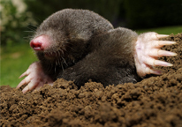 A mole on a mound of dirt