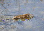 A muskrat swimming along the surface of a wetland