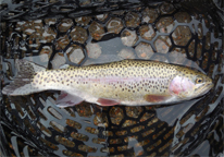 A rainbow trout in a fishing net