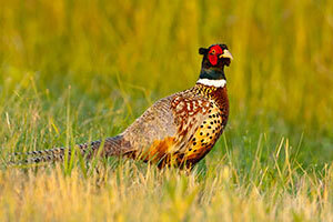 Rooster pheasant in a field