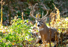 A white-tailed buck in the woods