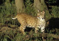 A bobcat at night