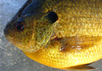 A hybrid sunfish showing a few "blackspot" parasites