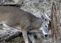 A white-tailed buck rubs his antlers on a tree.