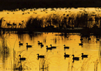 Silhouettes of waterfowl in a pond at sunset