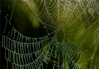 An orb weaver's spider web glistening with dew