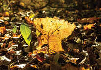 Cottonwood leaves litter the ground, providing habitat for small creatures.