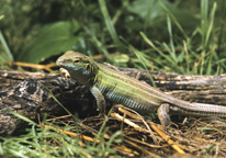 A six-lined race runner lizard