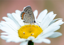 A butterfly resting on a flower