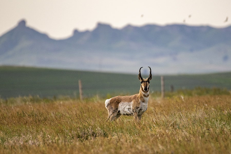 Buck pronghorn stands in a field with bluffs behind him.