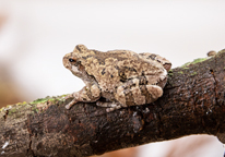 A tree frog rests on a branch