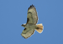 A red-tailed hawk in flight against a blue sky