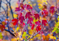 The vibrant red colors of red currant leaves in the fall