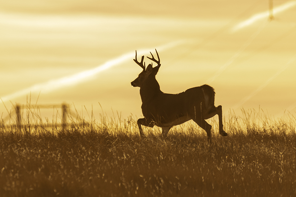 Silhouette of a whitetail buck running through a pasture during a golden sunset.