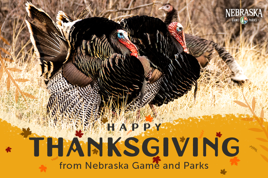 A trio of strutting tom turkeys, with text, "Happy Thanksgiving from Nebraska Game and Parks"