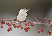 White-breasted nuthatch on a branch covered in red berries