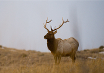 A bull elk in a field