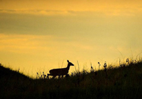 Silhouette of a doe running along a hill at sunset