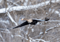 A white-fronted goose in flight during winter