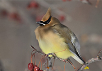 A bird sitting on a branch with berries on it