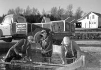 A 1950s photograph shows hatchery staff seining trout fingerlings.