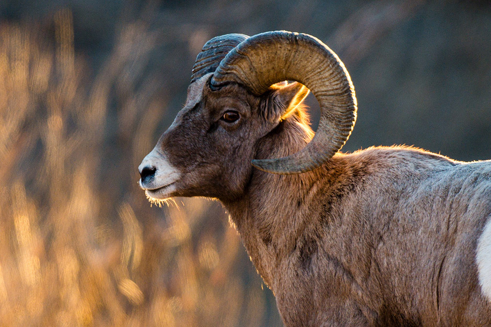 Closeup of a bighorn ram at golden hour