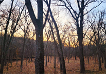 A forested landscape at sunset in winter