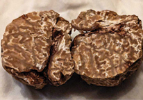 A truffle discovered at Indian Cave State Park, sliced open.