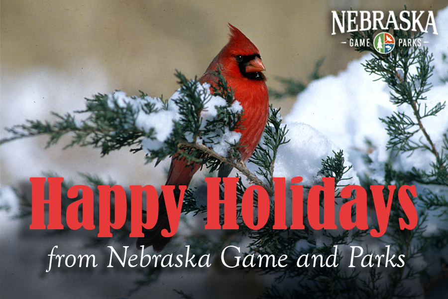 A male cardinal on a snowy branch, with text: "Happy holidays from Nebraska Game and Parks"