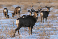 A mule deer in a snowy field with other deer