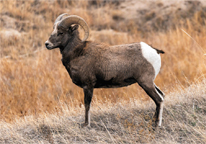 A half-curl bighorn ram.