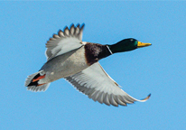 A drake mallard in flight against a blue sky