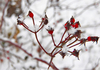 Rose hips brighten a snowy landscape.