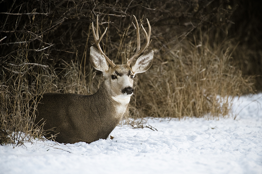 A mule deer buck sitting alertly on snowy ground.