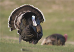 A strutting tom turkey