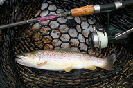 A brown trout caught during a winter fishing expedition