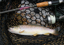 Brown trout caught during winter fishing