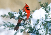 A male cardinal sits on a snowy evergreen branch.