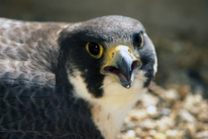 Closeup of a squawking peregrine falcon