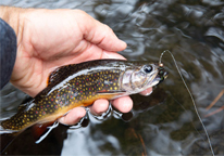 Closeup of an angler holding a fish