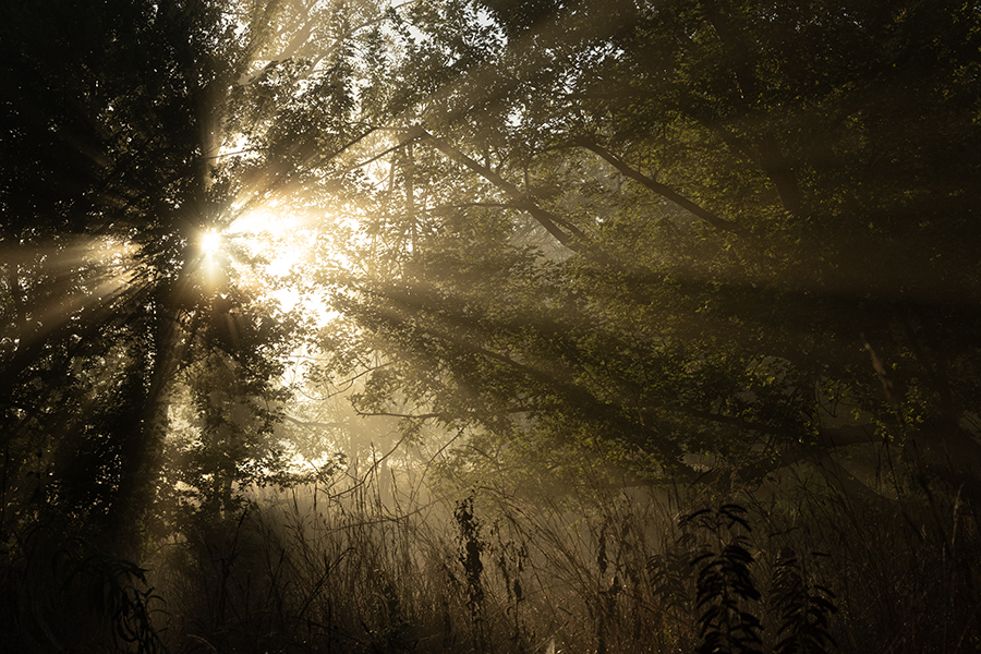 Light streams through a set of trees on a foggy morning at sunrise.