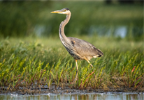 A great blue heron in a marshy area