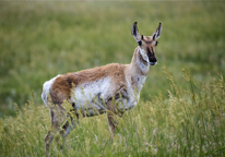 A pronghorn in tall grass