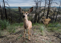 A fawn looking into a trail camera.